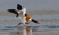Bergeend (male) maart 2012 -003